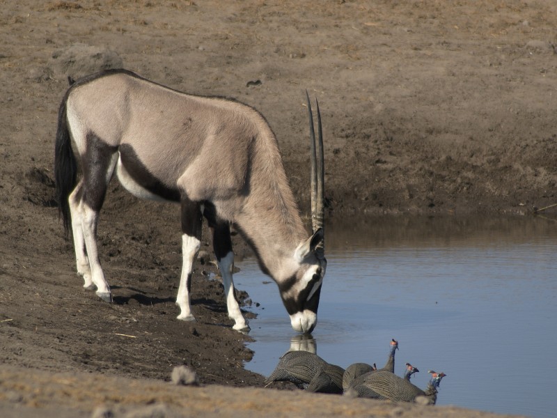 Oryx gazella (Chudop)