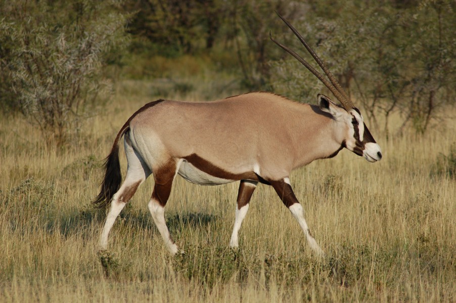 Oryx gazella -Etosha National Park, Namibia-8b