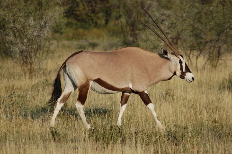 Oryx gazella -Etosha National Park, Namibia-8b
