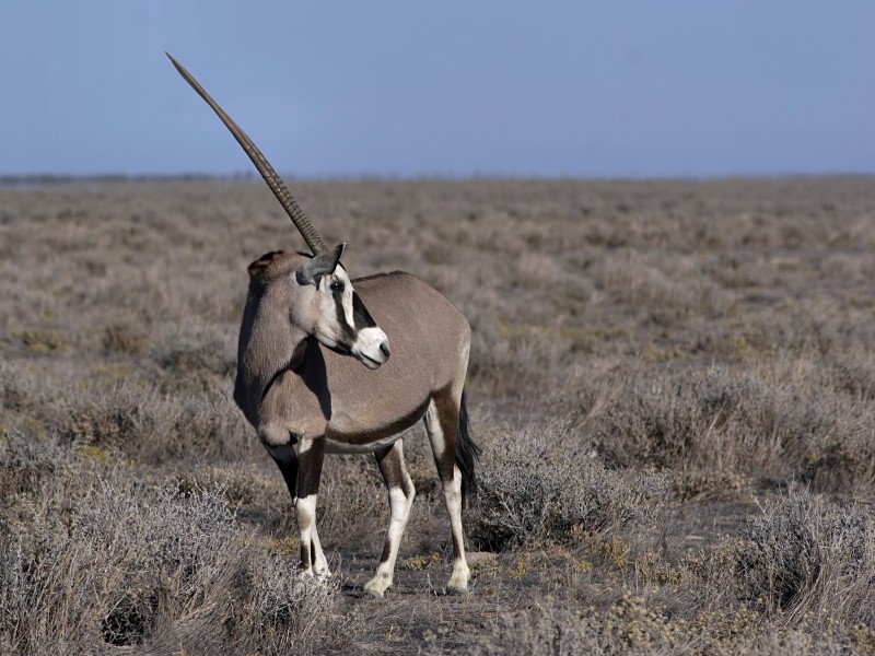 Oryx gazella (Gemsbok)