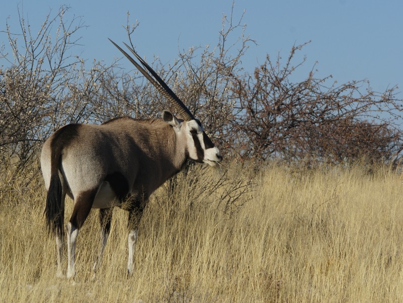 Oryx gazella (Okevi)