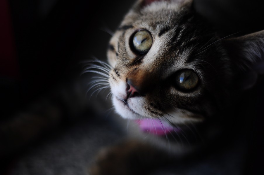 Oscar (4869250984)