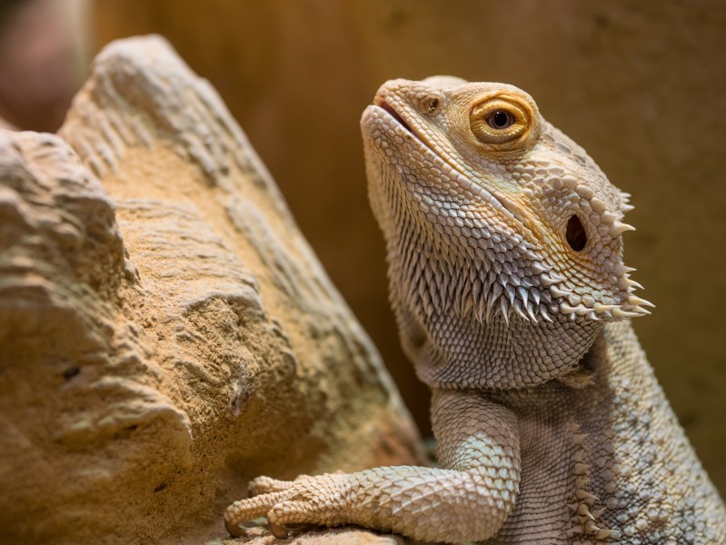 Osnabrück - Zoo - Pogona vitticeps 01