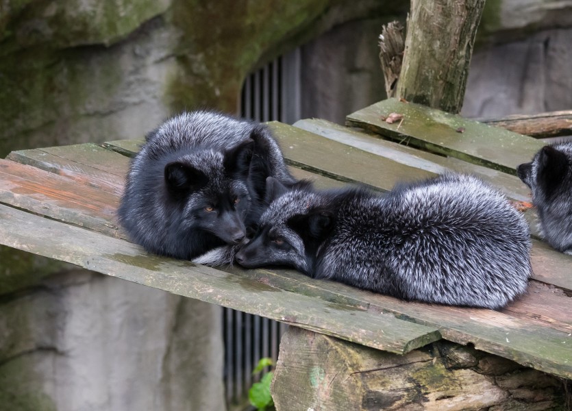 Osnabrück - Zoo - Silberfuchs 02