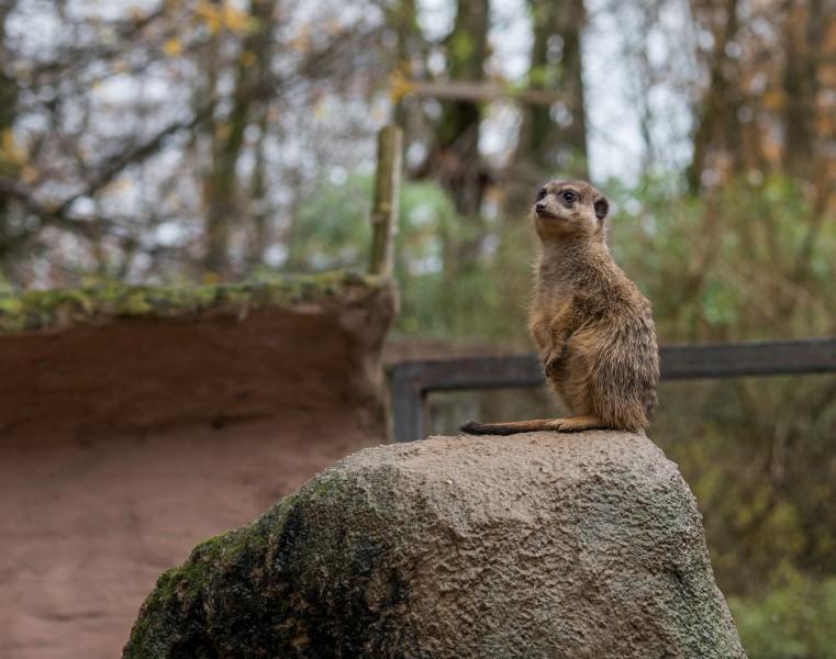 Osnabrück - Zoo - Suricata Suricatta 01