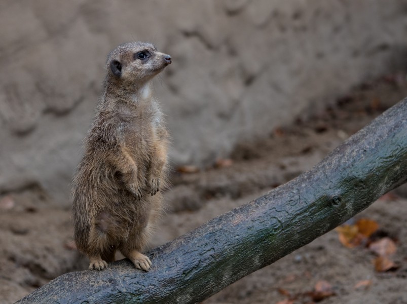 Osnabrück - Zoo - Suricata Suricatta 03