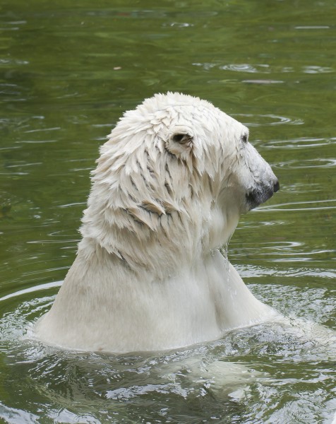 Oso polar (Ursus maritimus), Tierpark Hellabrunn, Múnich, Alemania, 2012-06-17, DD 05