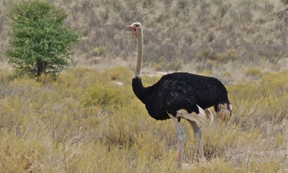 Ostrich (Struthio camelus) male (6451390819)