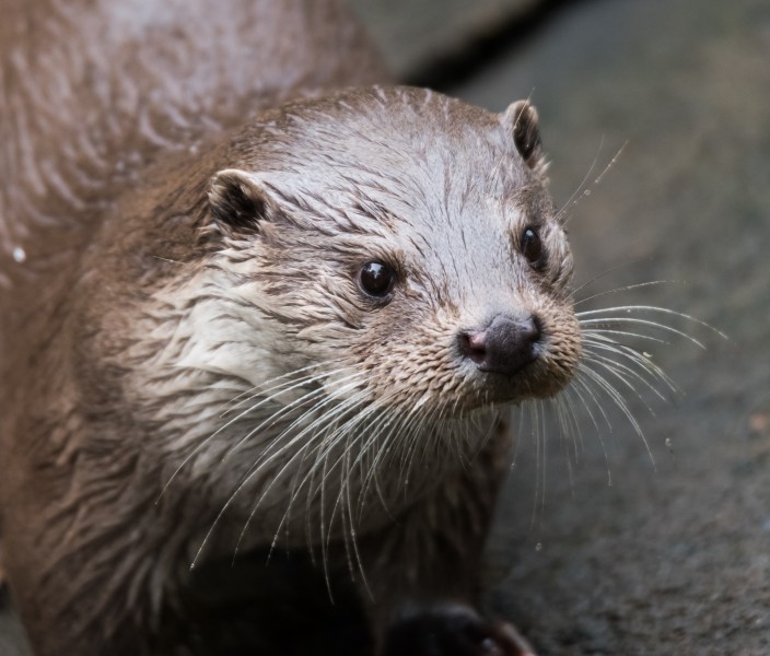 Otter1 (14995327039)