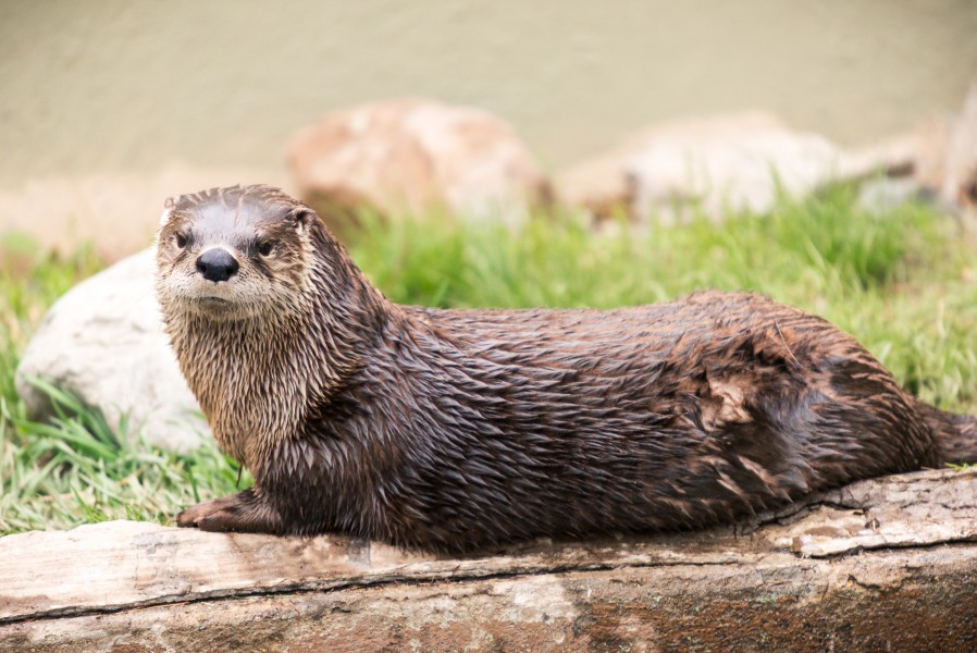 Otter Relaxing on a Rail (17939101246)