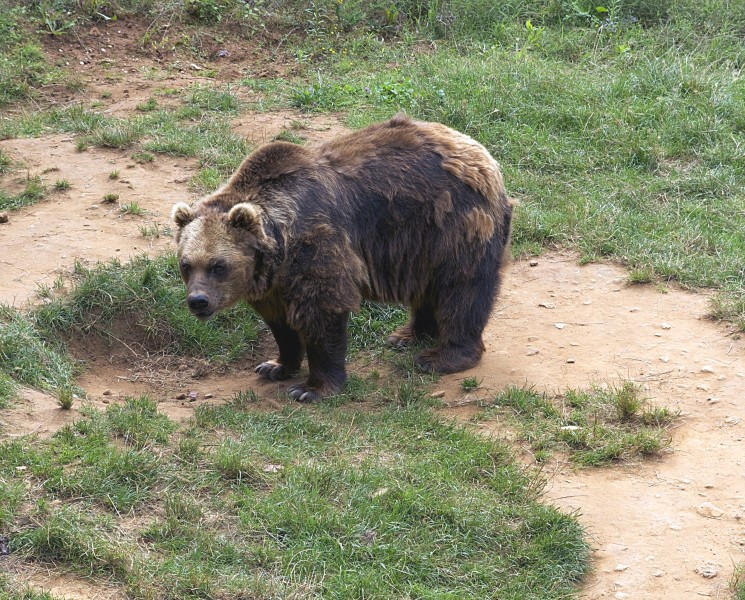 Ours Regourdou