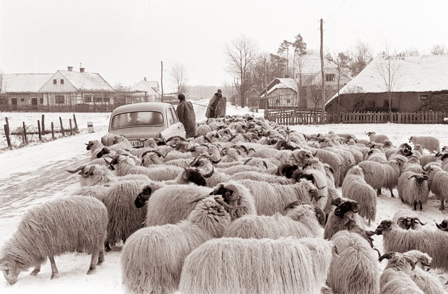 Ovce na cesti v Spuhlji 1962 (2)
