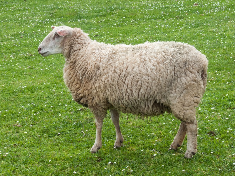 Ovella. Galiza
