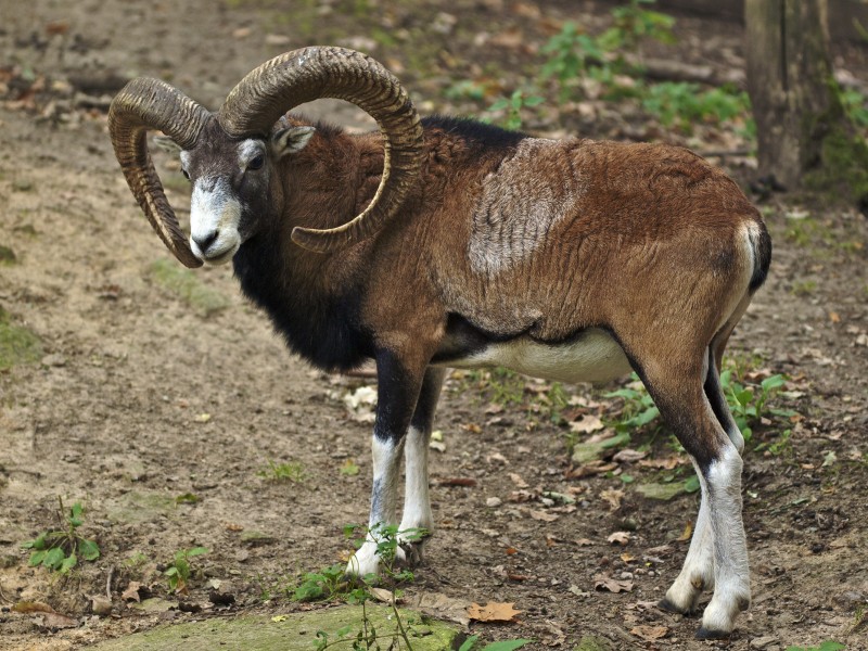 Ovis orientalis LC0267