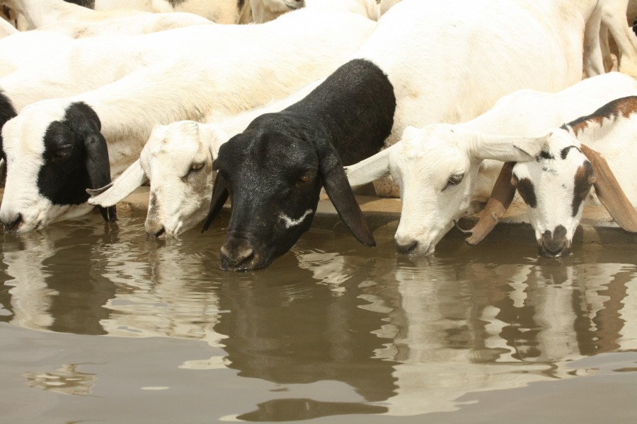 Oxfam East Africa - Goats drinking water at an Oxfam funded borehole 01