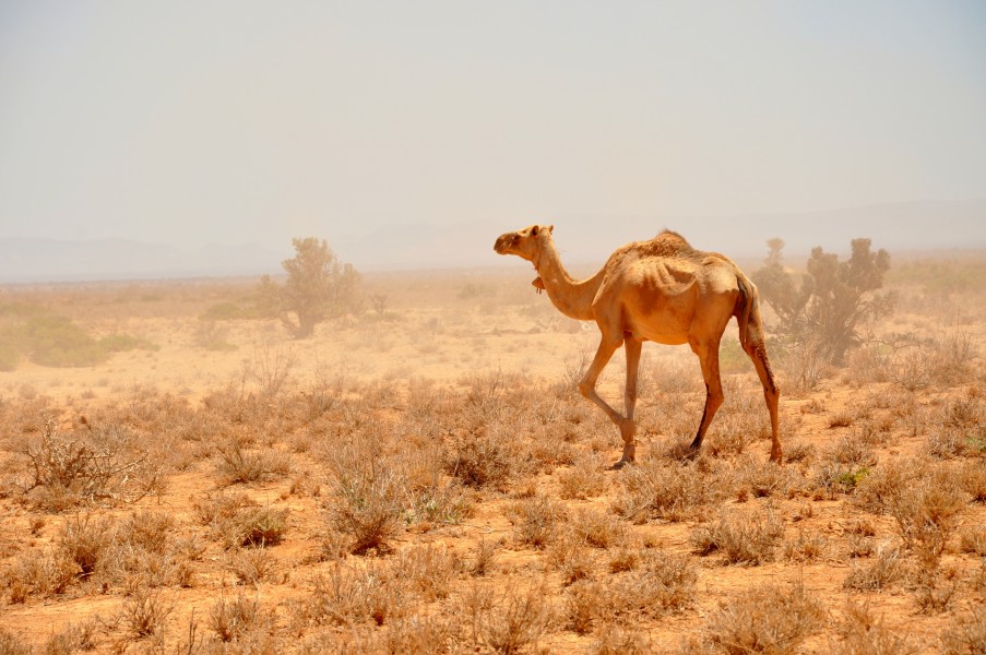 Oxfam East Africa - SomalilandDrought006