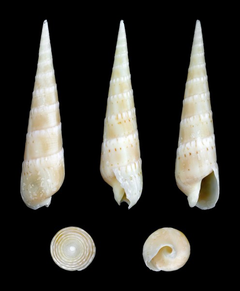 Oxymeris crenulata 01