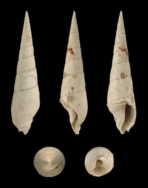 Oxymeris plicaria 01