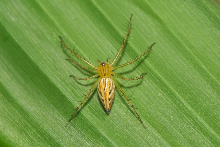 Oxyopes javanus-Kadavoor-2016-06-17-002