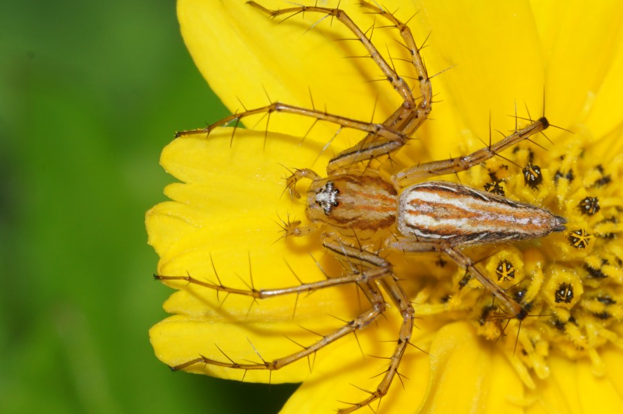 Oxyopes javanus 09134