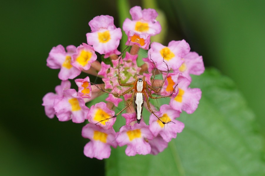 Oxyopes shweta - 2