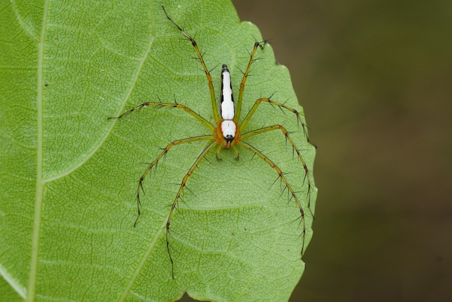 Oxyopes shweta 06686