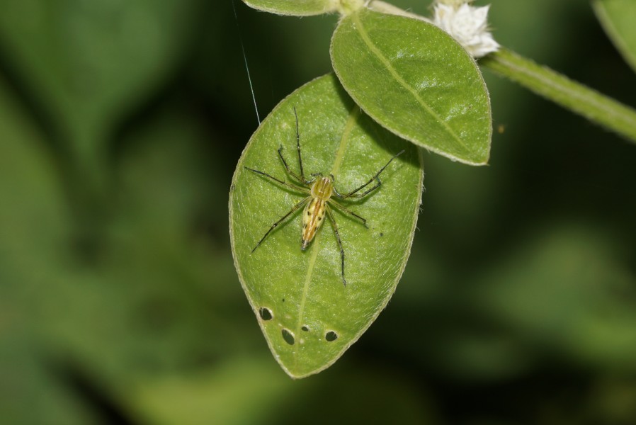 Oxyopes Sp 6255