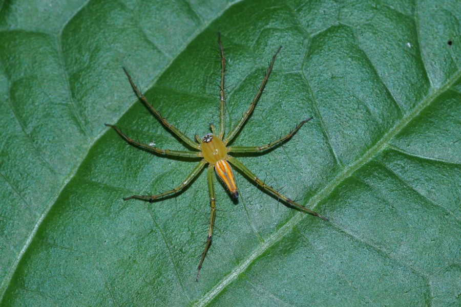 Oxyopes sunandae 04674
