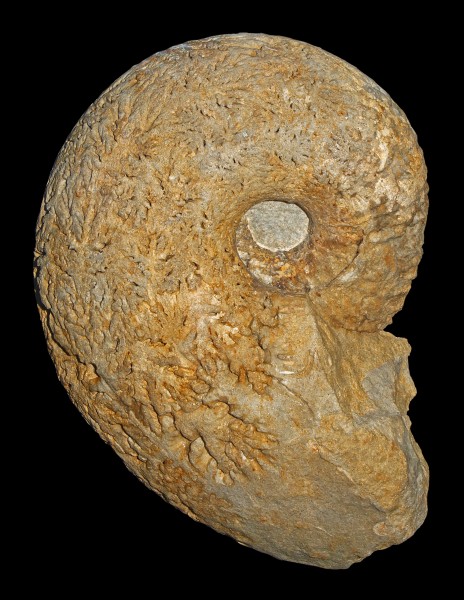 Pachydiscus duelmensis 01
