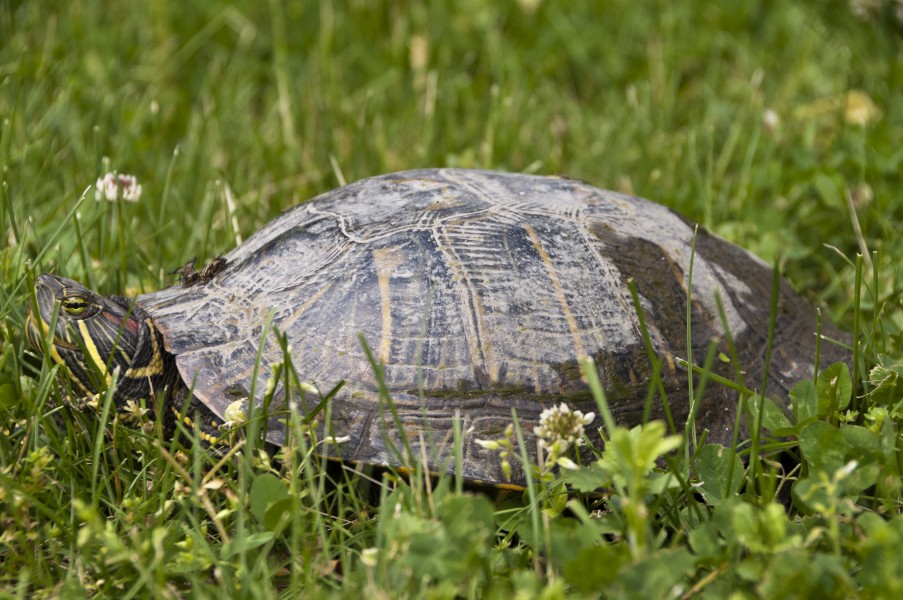 Painted Turtle-Pickerington Ponds 1