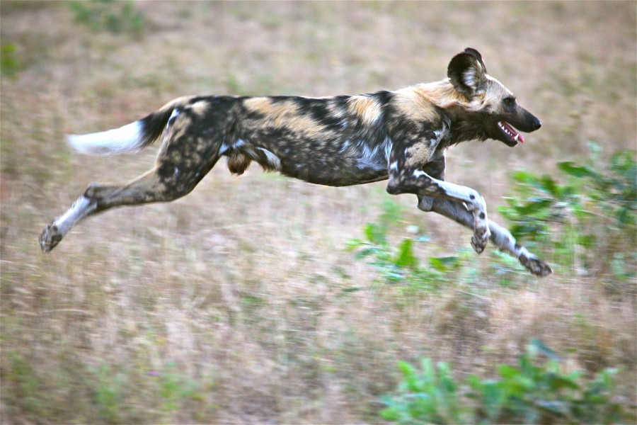 Painted Wolf in the Hunt (6753102571)