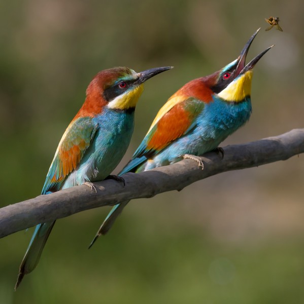 Pair of Merops apiaster feeding (cropped)
