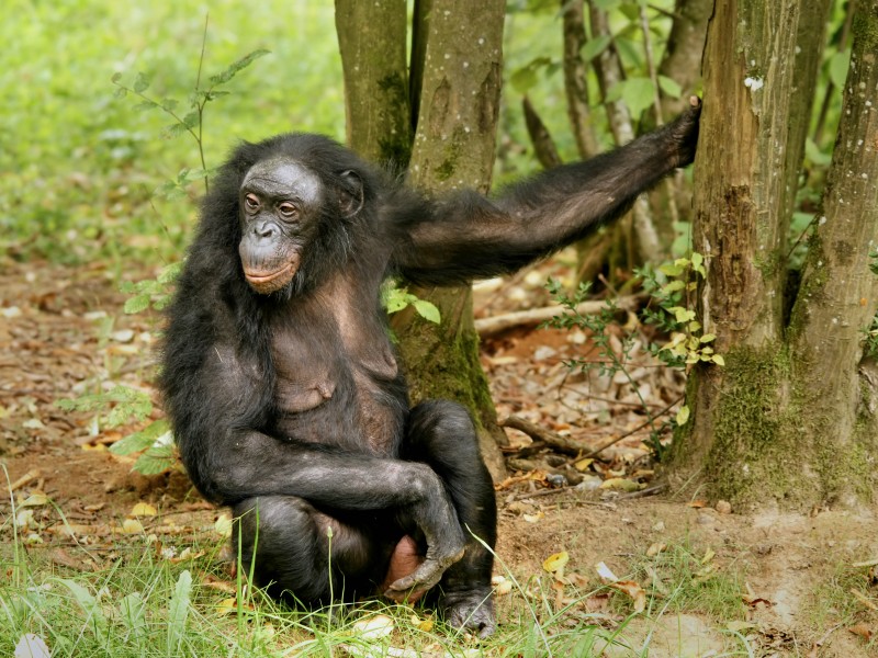 Pan paniscus (female)