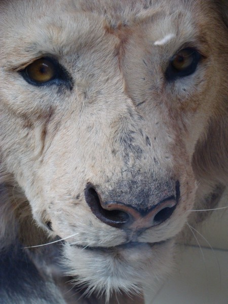 Panthera leo.004 - Natural History Museum of London