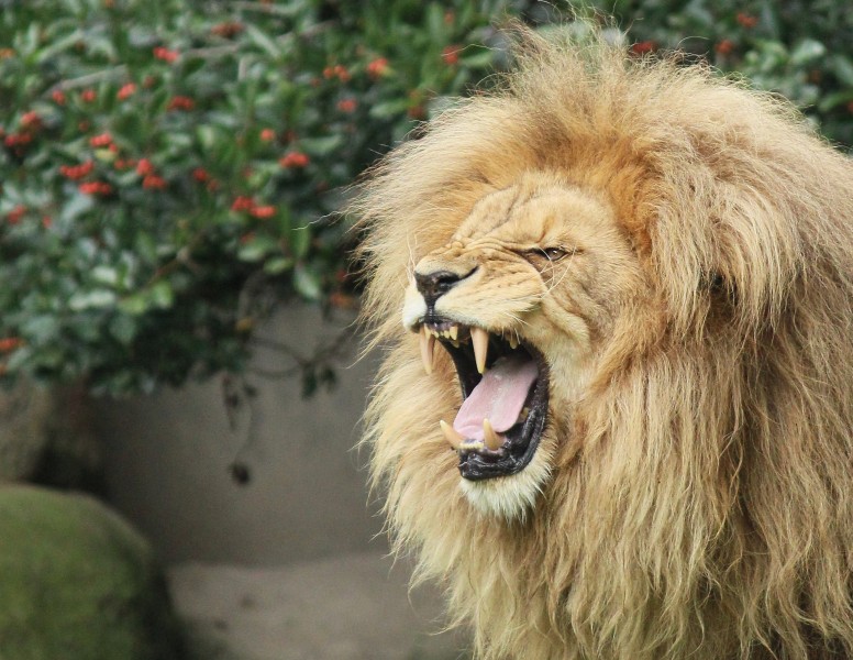 Panthera leo Flehmen Zoo Leipzig 2013