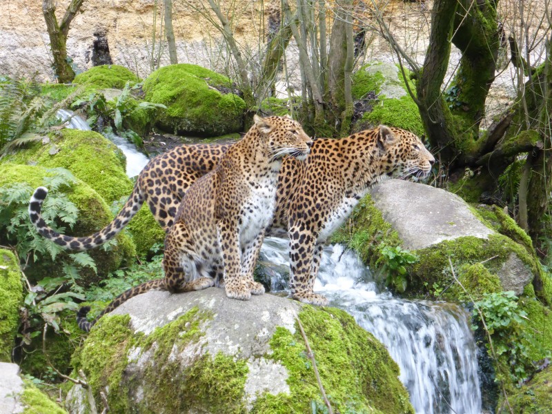 Panthera pardus kotiya - Bioparc de Doué-la-Fontaine - 2016-03-06