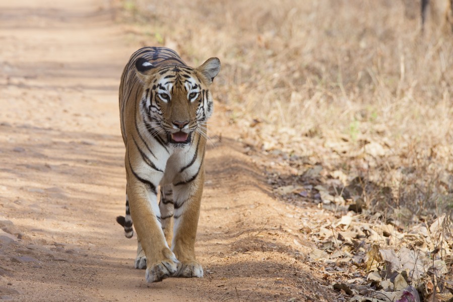 Panthera tigris tigris Tidoba 20150306