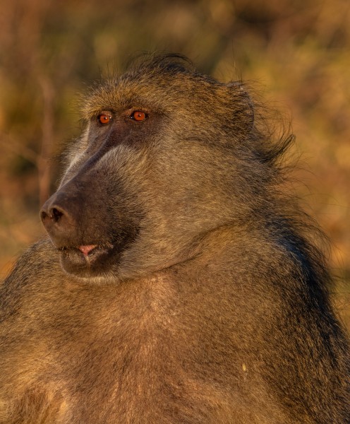 Papión chacma (Papio ursinus), parque nacional de Chobe, Botsuana, 2018-07-28, DD 92