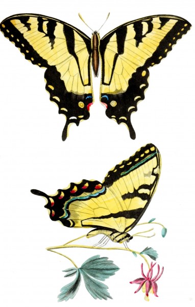 Papilio glacusSayP040CAA1