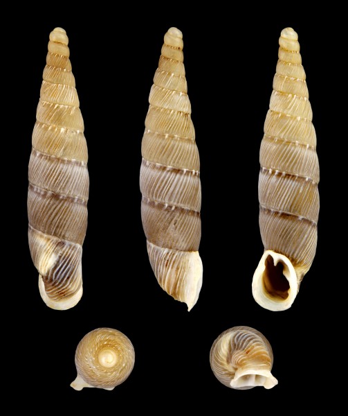 Papillifera bidens affinis 01