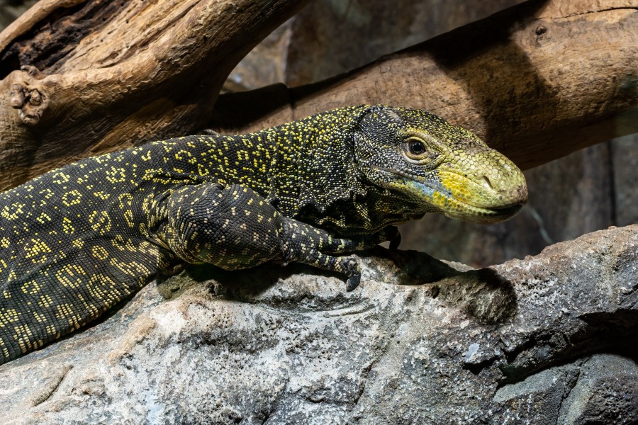 Papuawaran Varanus salvadorii-7843