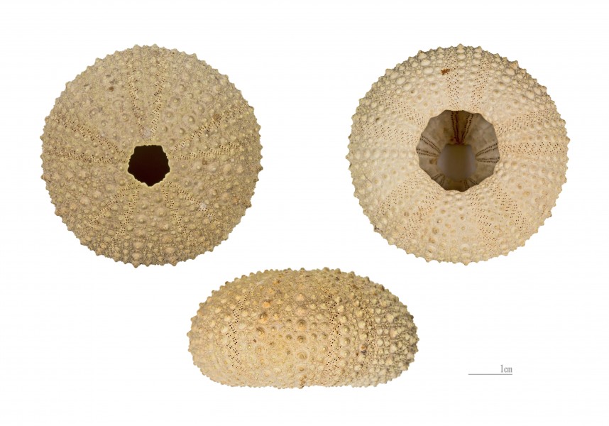 Paracentrotus lividus MHNT France