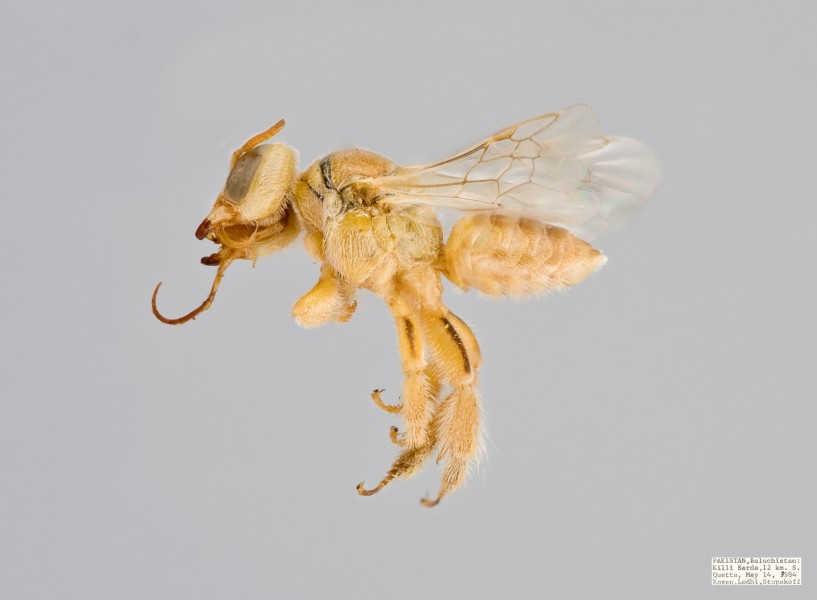 Pararhophites orobinus Female