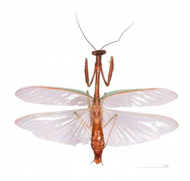 Parastagmatoptera serricornis MHNT femelle vol