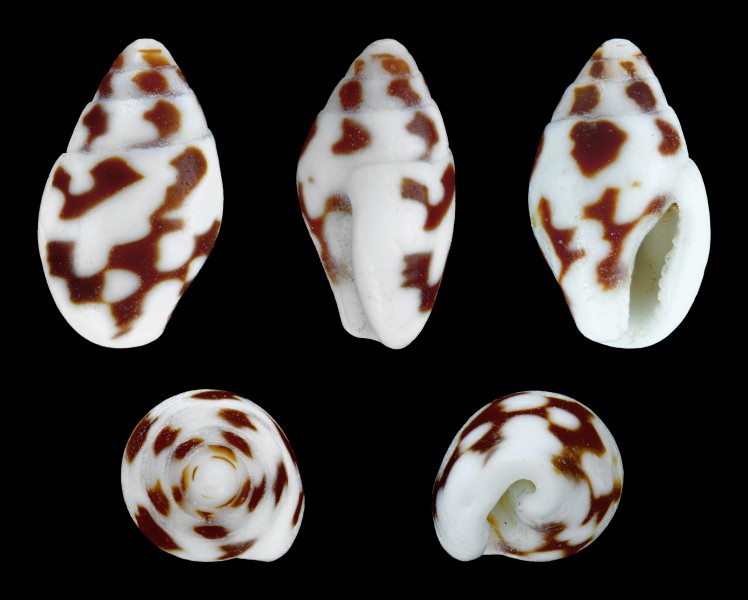 Pardalinops testudinaria 01