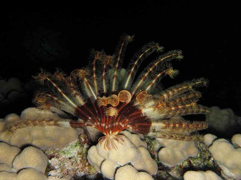 Partially curled up crinoid in the Red Sea