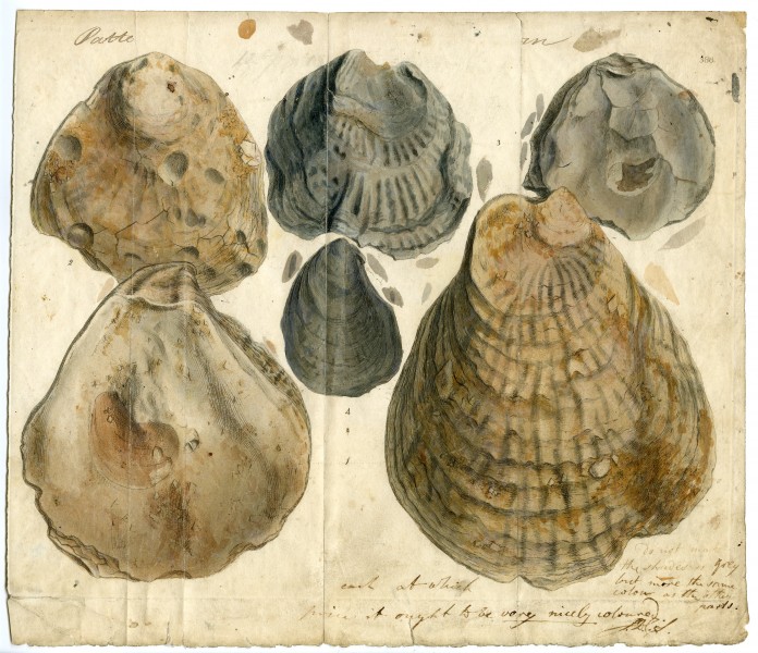 Pattern Plate from the Mineral Conchology of Great Britain