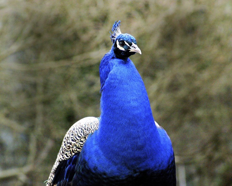 Peacock 054