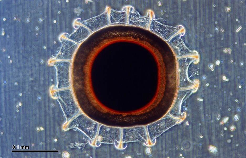 Pectinatella magnifica statoblasts (263 23) Statoblast of Pectinatella magnifica, a species of Bryozoa