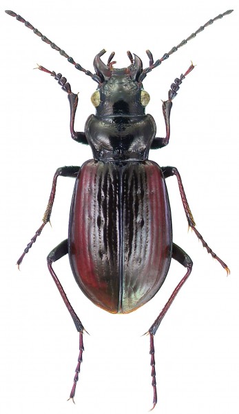 Pelophila borealis (Paykull) - ZooKeys-245-001-g006